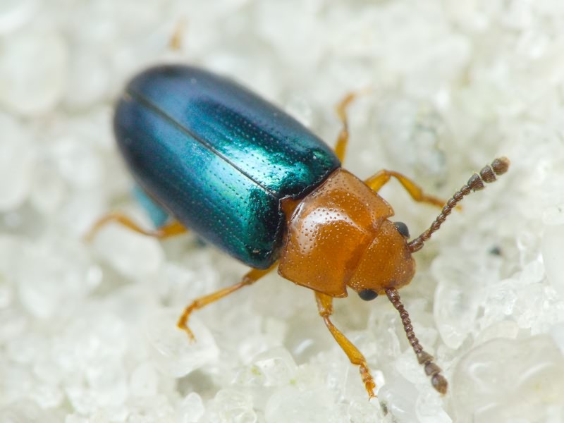 Triplax aenea (Schaller, 1783)